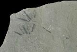Pennsylvanian Fossil Horsetail (Annularia) Plate - Kentucky #158836-2